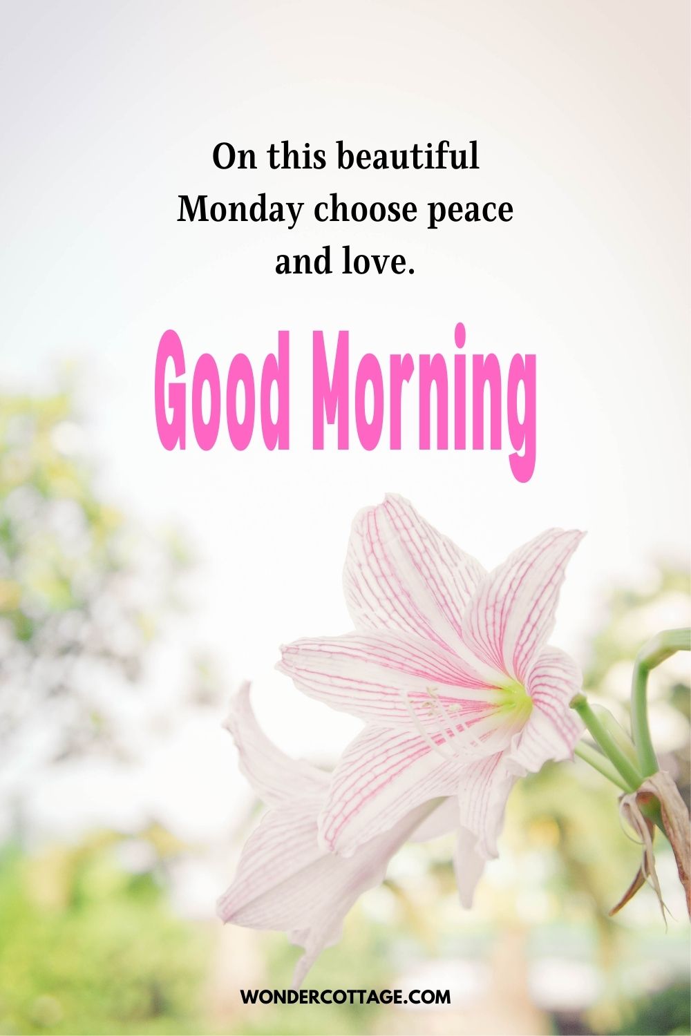 On this beautiful Monday choose peace and love. Good Morning!